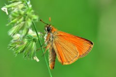 DSC_00151-Thymelicus-sylvestris-scaled