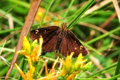 DSC_0654-2015-7-17-Heteropterus-morpheus-VdT-iNat3