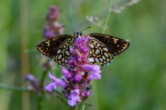 DSC_6770-2021-7-18-Heteropterus-morpheus-Caselette-iNat1