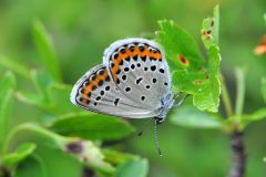 DSC_1219-2016-6-24-Plebeius-argyrognomon-Valdieri-iNat-scaled