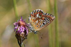 DSC_2681-2020-9-6-Lysandra-bellargus-f.-Caselette-SIC-iNat1-scaled