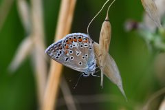 DSC_7023-2021-7-21-Polyommatus-icarus-Clavesana-S.B.-iNat1-scaled