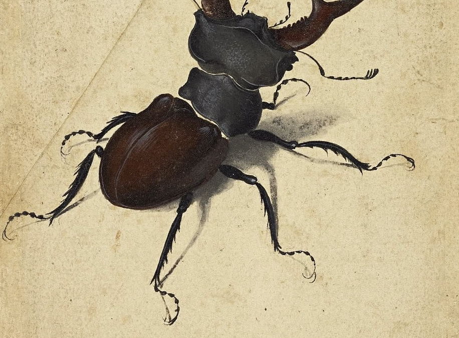 Prima stampa Gould